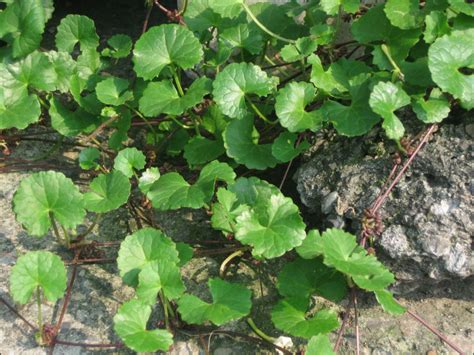 含穀草功效|被遺忘的中藥！ 藥草野菜「雷公根」